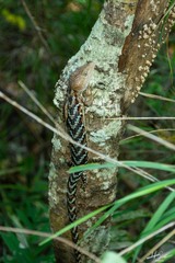 Gerrhonotus liocephalus