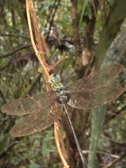 Gynacantha membranalis