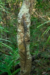 Gerrhonotus liocephalus
