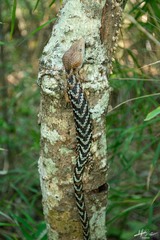 Gerrhonotus liocephalus