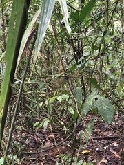 Gynacantha membranalis