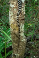Gerrhonotus liocephalus
