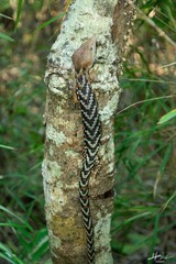 Gerrhonotus liocephalus