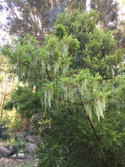 Sophora toromiro