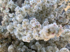 Halogeton