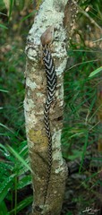 Gerrhonotus liocephalus