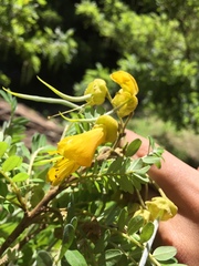 Sophora toromiro