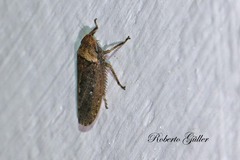Sordana sordida