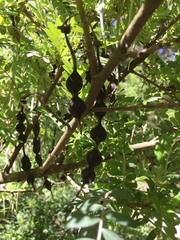 Sophora toromiro