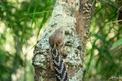 Gerrhonotus liocephalus
