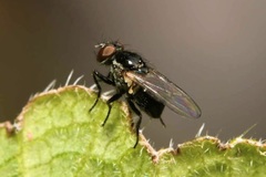 Coenosia atra