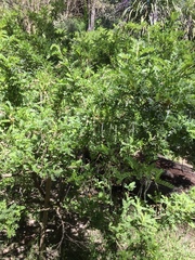 Sophora toromiro
