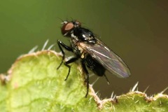 Coenosia atra