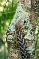 Gerrhonotus liocephalus