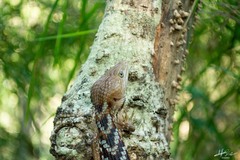 Gerrhonotus liocephalus
