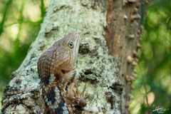 Gerrhonotus liocephalus
