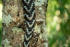 Gerrhonotus liocephalus