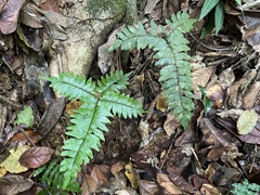 Adiantum latifolium