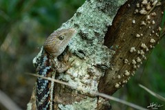 Gerrhonotus liocephalus