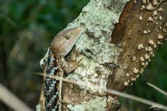 Gerrhonotus liocephalus