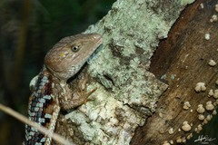 Gerrhonotus liocephalus