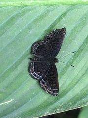 Detritivora caryatis