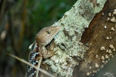 Gerrhonotus liocephalus