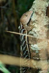Gerrhonotus liocephalus