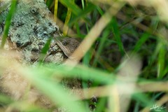 Gerrhonotus liocephalus