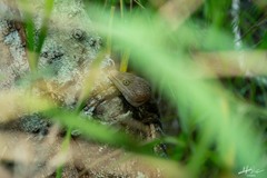 Gerrhonotus liocephalus