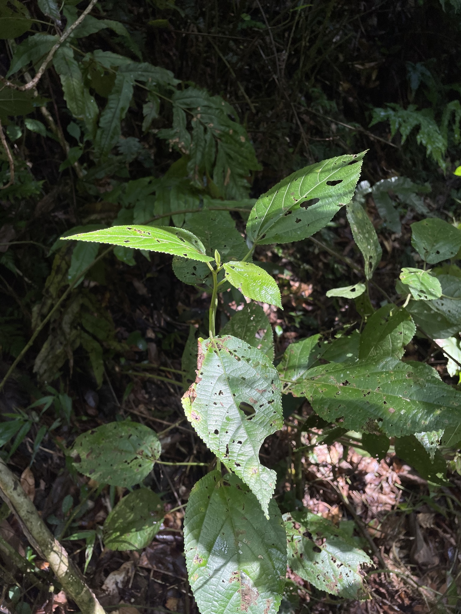 Acalypha bisetosa Bertol. ex Spreng. 2