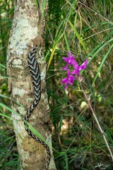 Gerrhonotus liocephalus