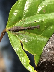 Thrinaconyx