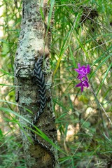 Gerrhonotus liocephalus
