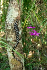 Gerrhonotus liocephalus