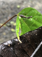 Thrinaconyx