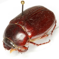 Phyllophaga pleroma
