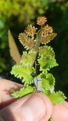 Neomusotima conspurcatalis