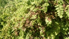 Neomusotima conspurcatalis