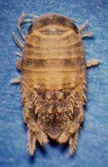 Sphaeroma