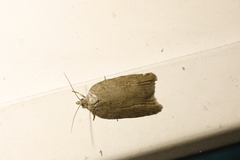 Acleris sparsana