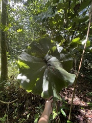 Coccoloba pubescens