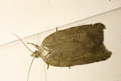 Acleris sparsana