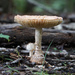 Amanita Sect. Lepidella - Photo (c) schizoform, some rights reserved (CC BY)