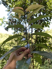 Auerodendron pauciflorum