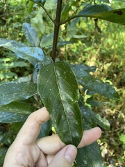 Auerodendron pauciflorum