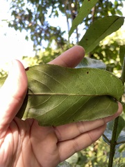 Auerodendron pauciflorum