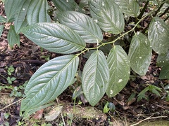 Piper glabrescens