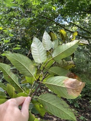 Auerodendron pauciflorum