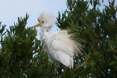 Bubulcus ibis